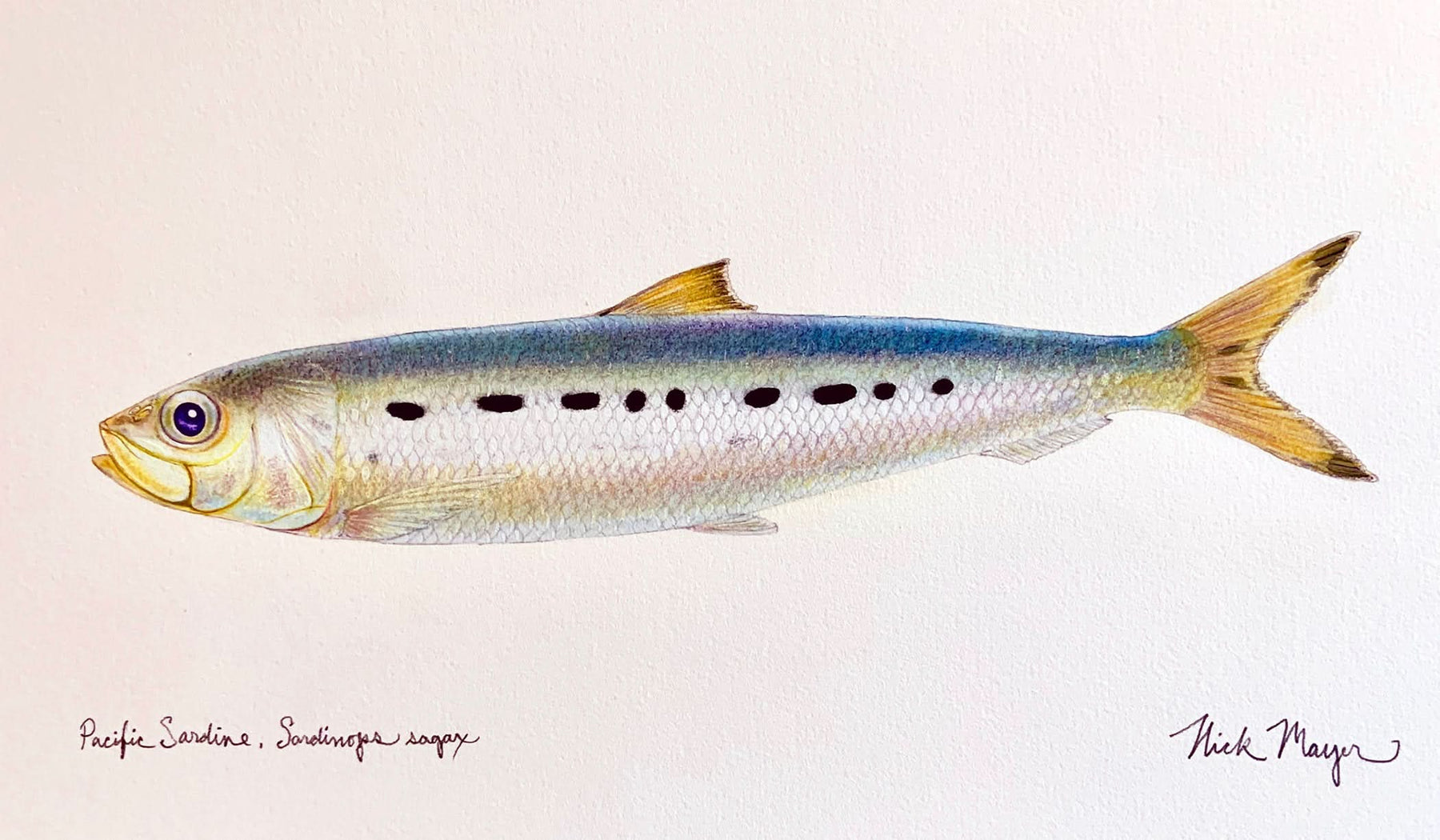 Sardine Unframed Original Painting