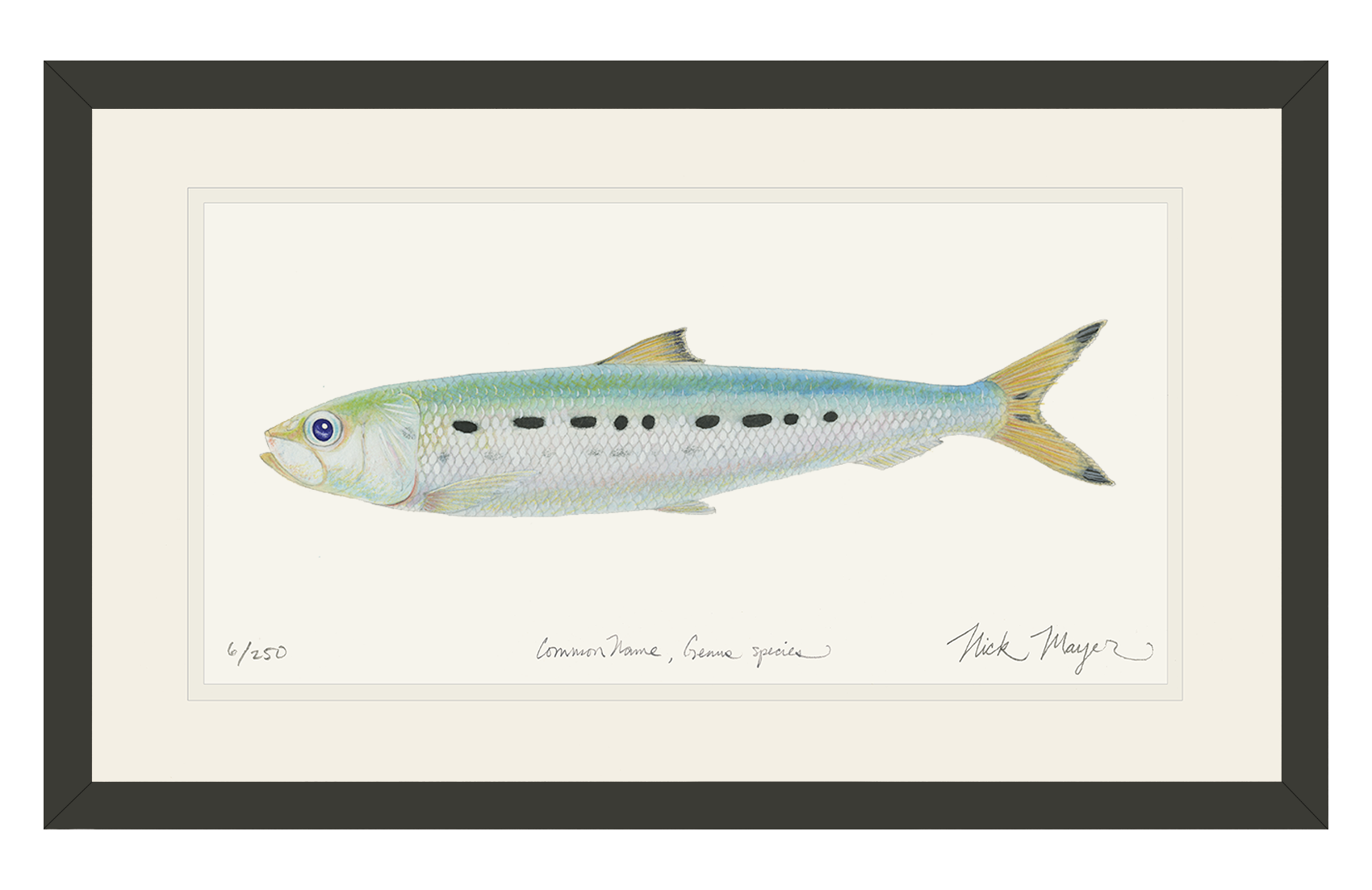 Sardine Print