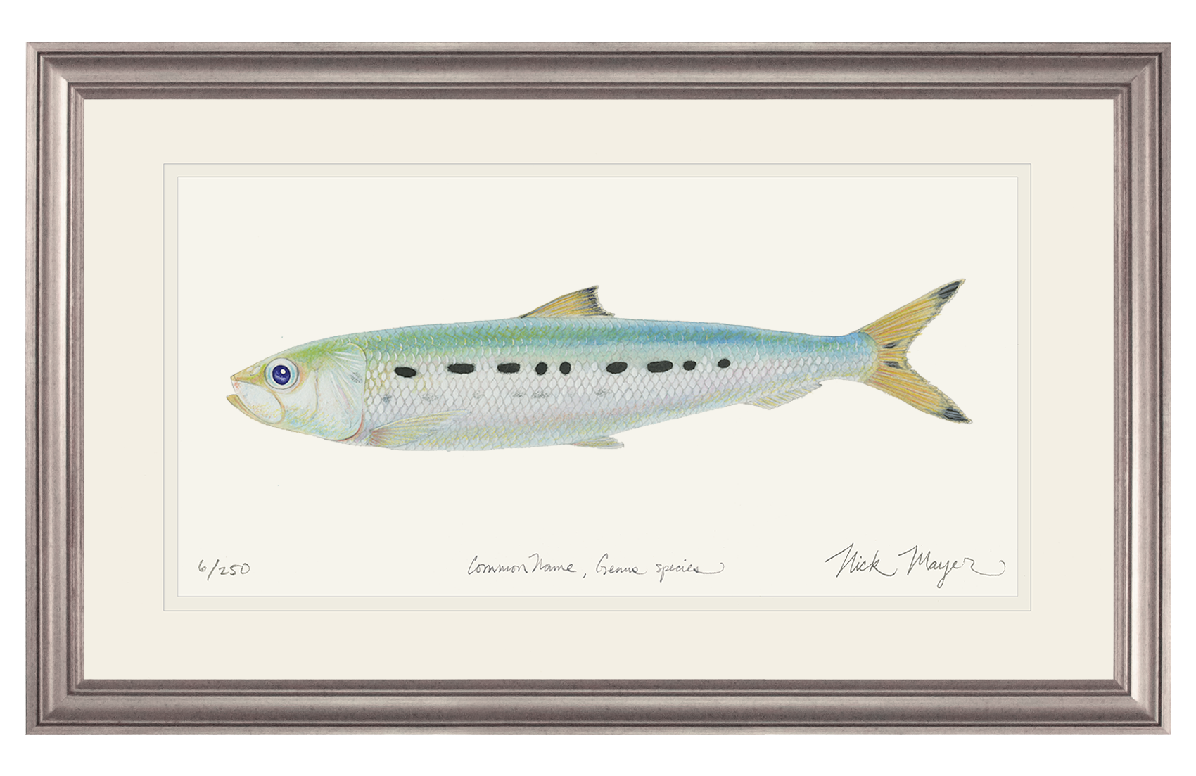 Sardine Print