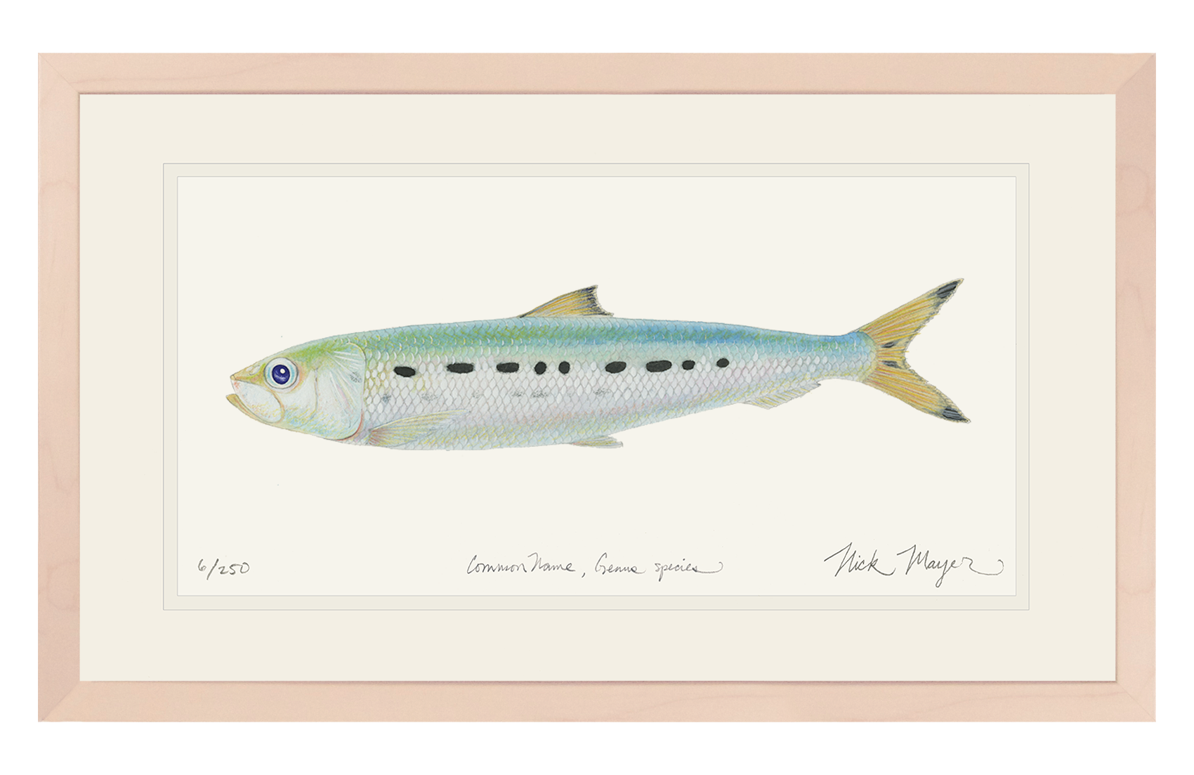 Sardine Print