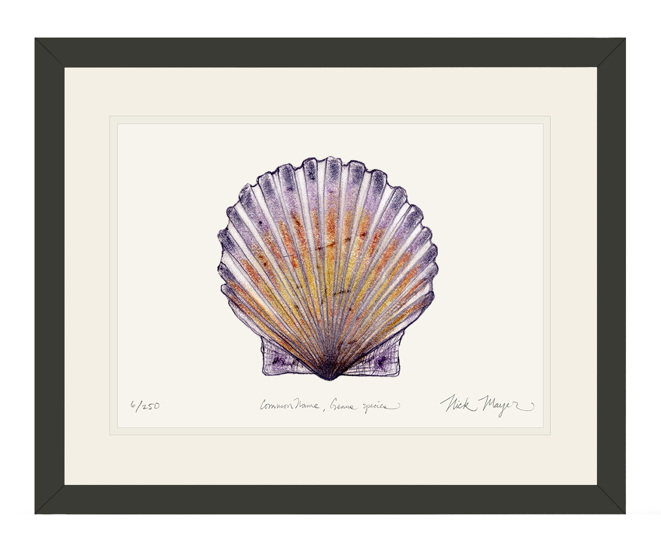 Scallop Print