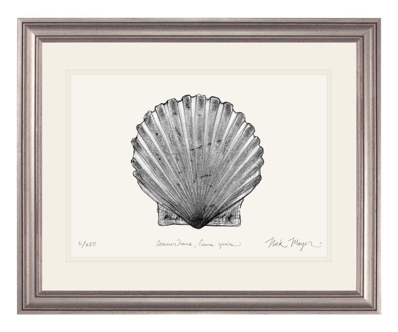 Scallop Limited Edition Print (B&W)