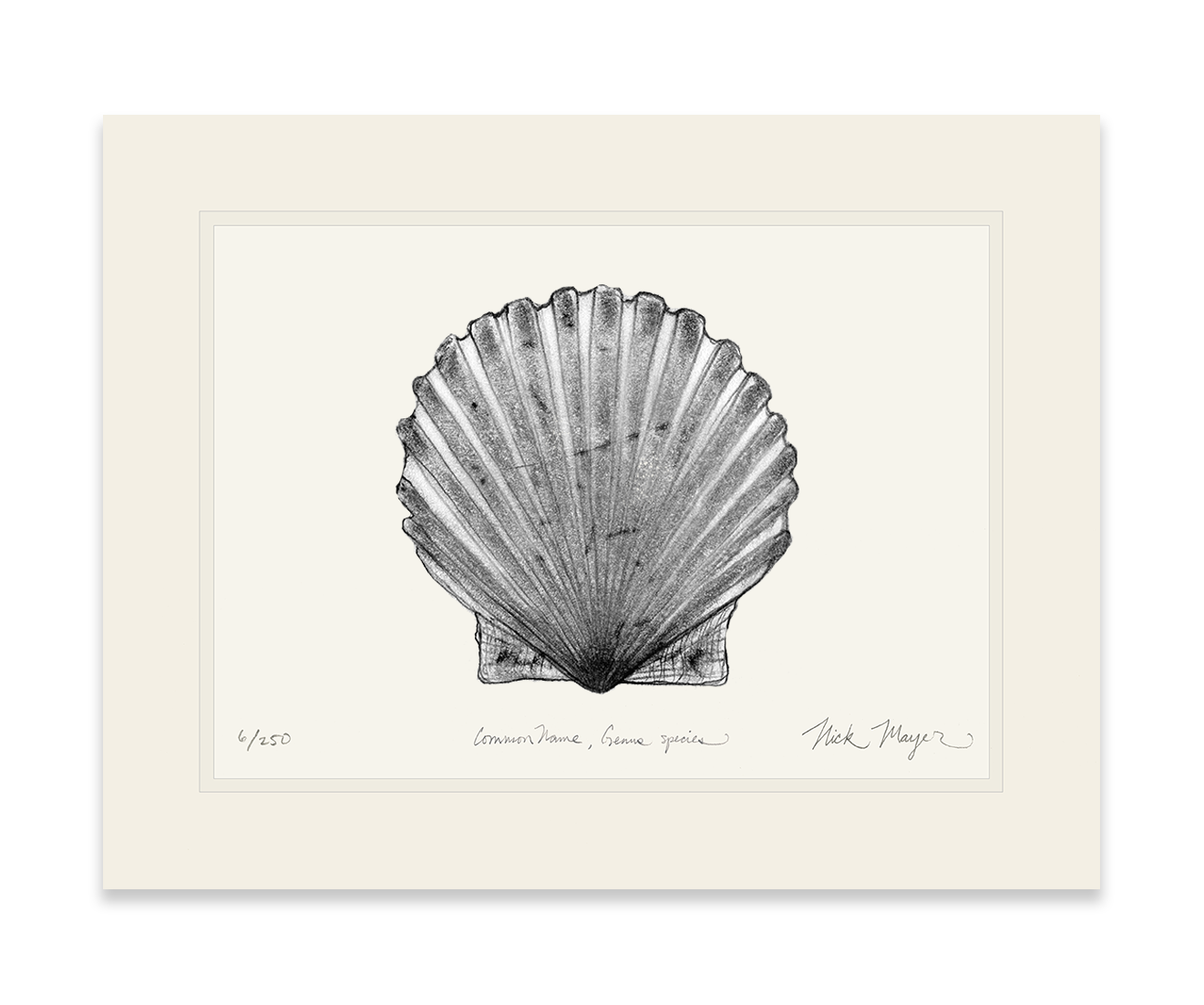 Scallop Limited Edition Print (B&W)