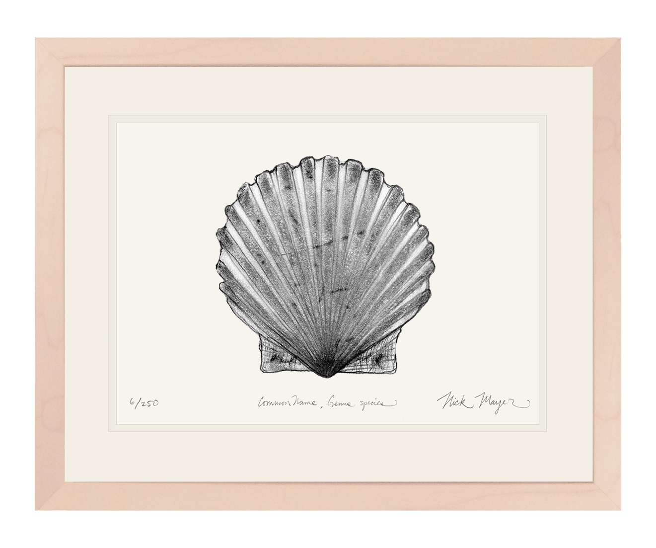 Scallop Limited Edition Print (B&W)