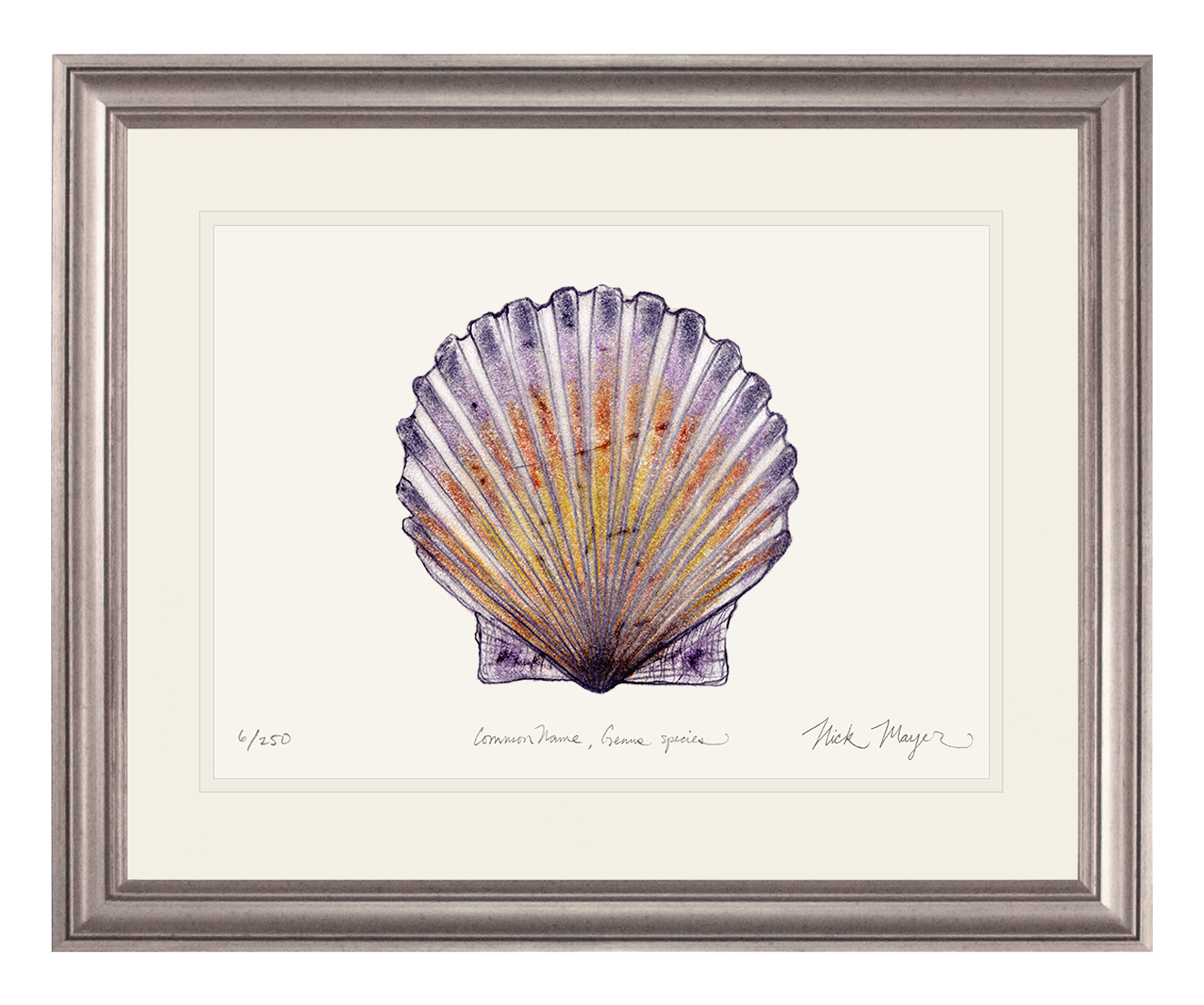 Scallop Print