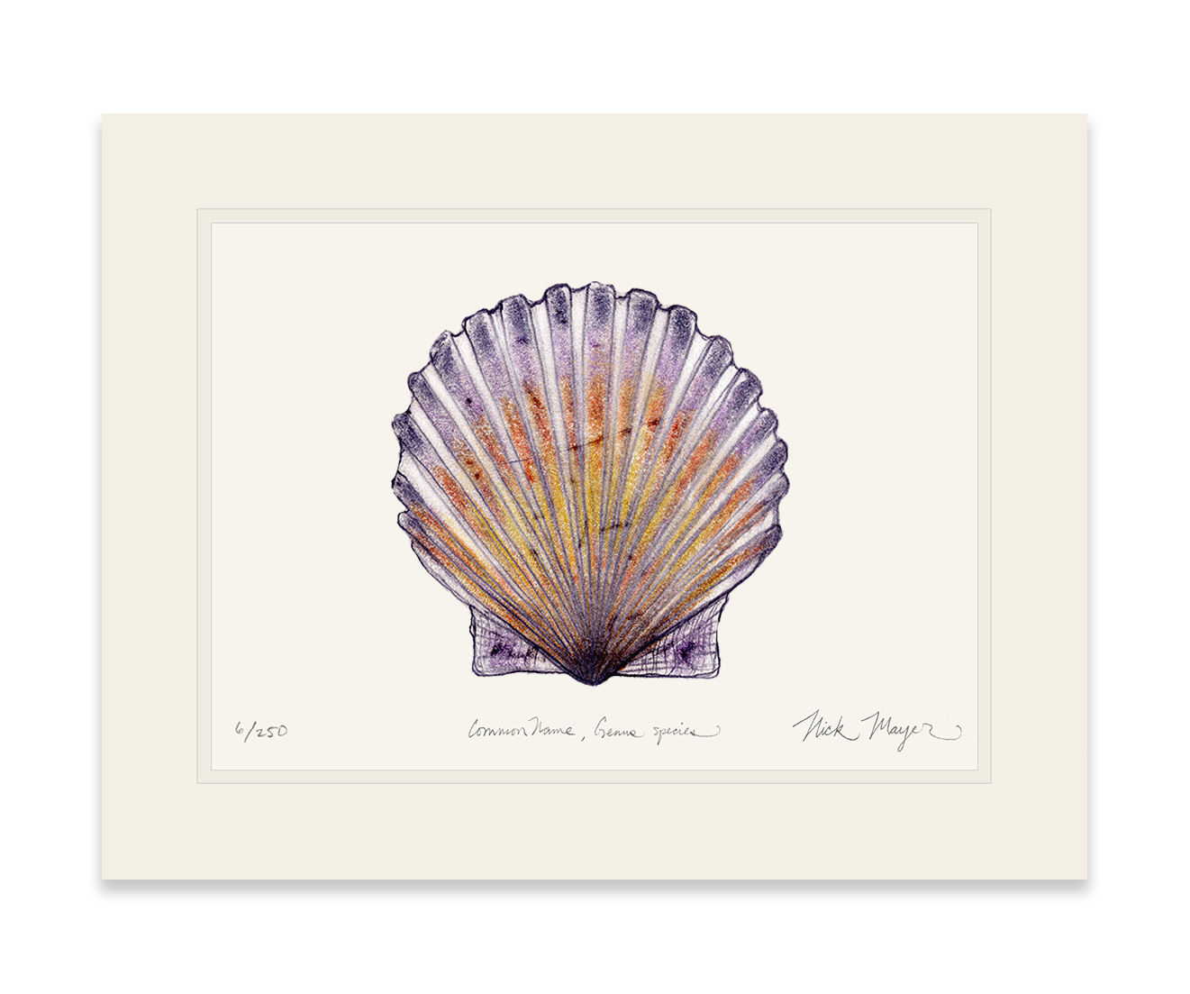 Scallop Print