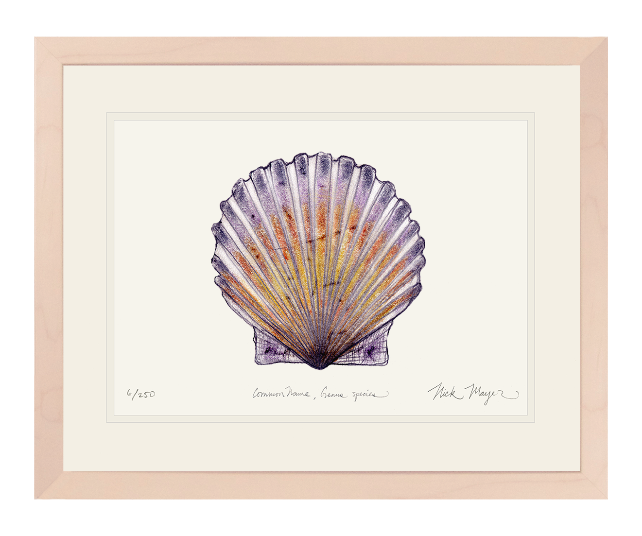 Scallop Print