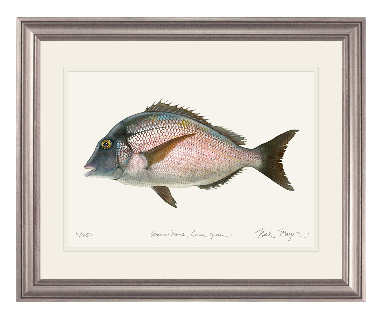 Scup Limited Edition Print