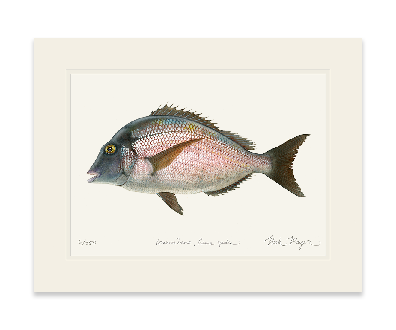 Scup Limited Edition Print