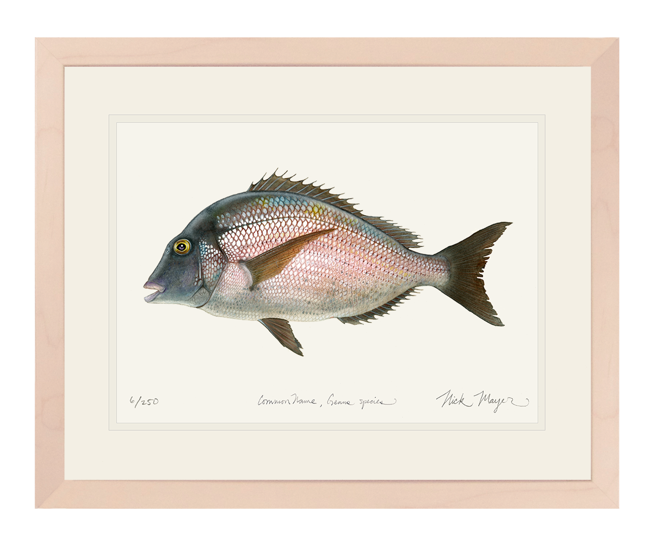 Scup Limited Edition Print