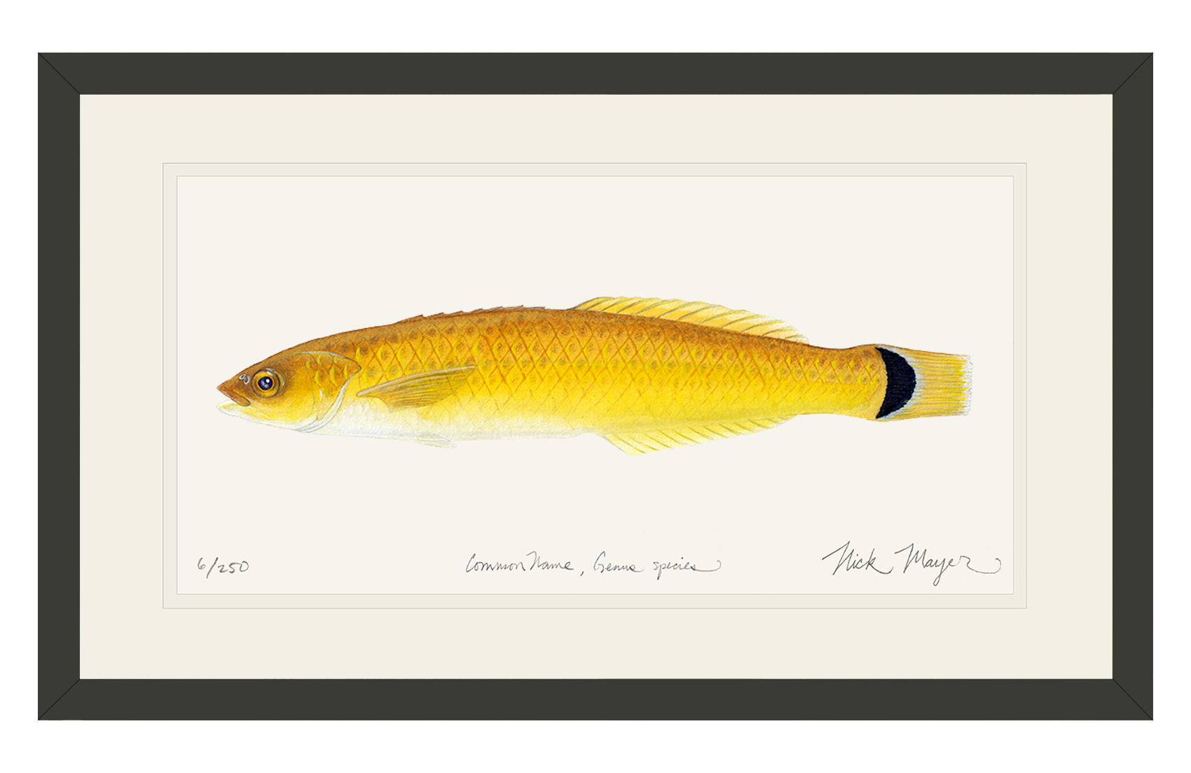 Senorita Wrasse Limited Edition Print
