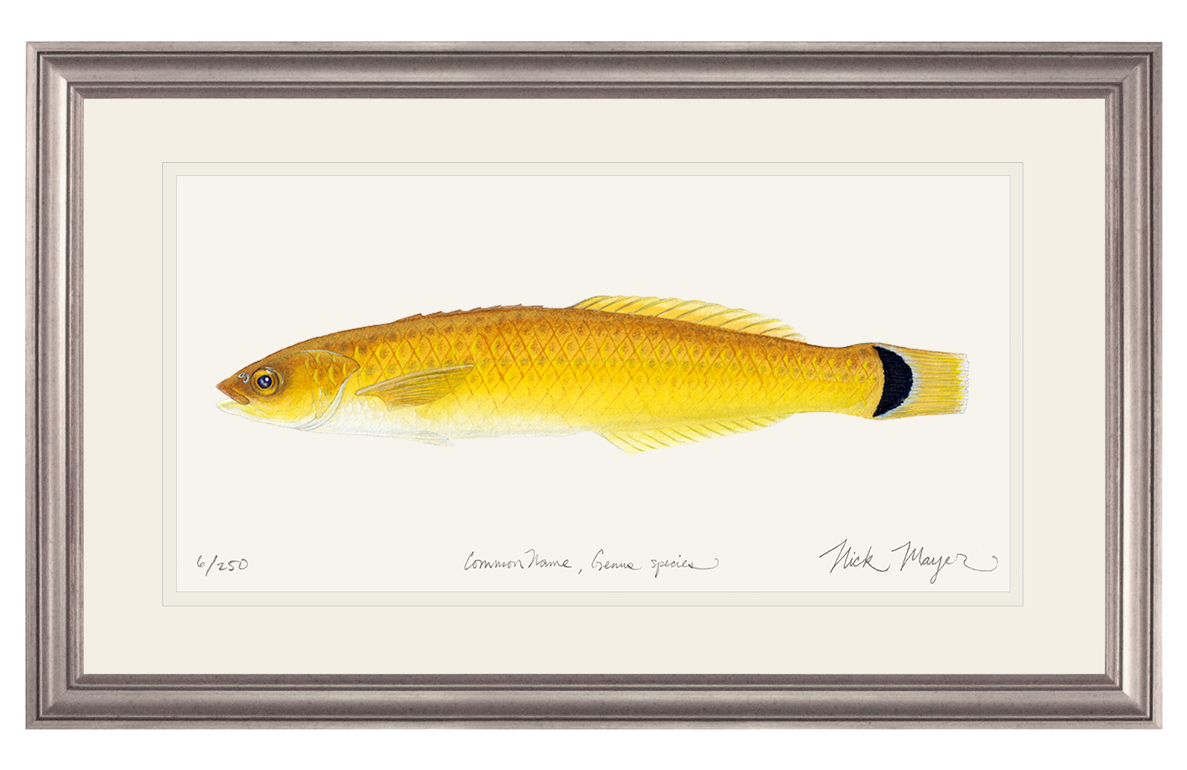 Senorita Wrasse Limited Edition Print