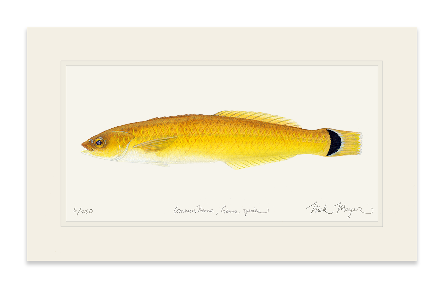 Senorita Wrasse Limited Edition Print