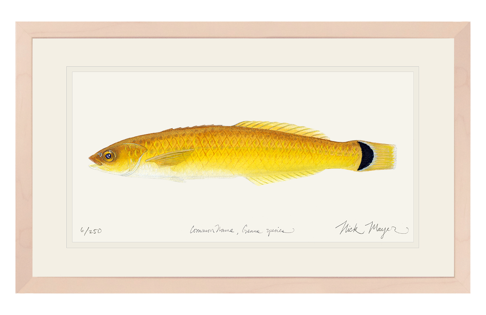 Senorita Wrasse Limited Edition Print