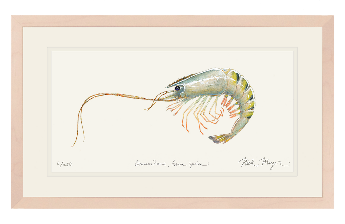 Giant Tiger Shrimp Original Watercolor Painting