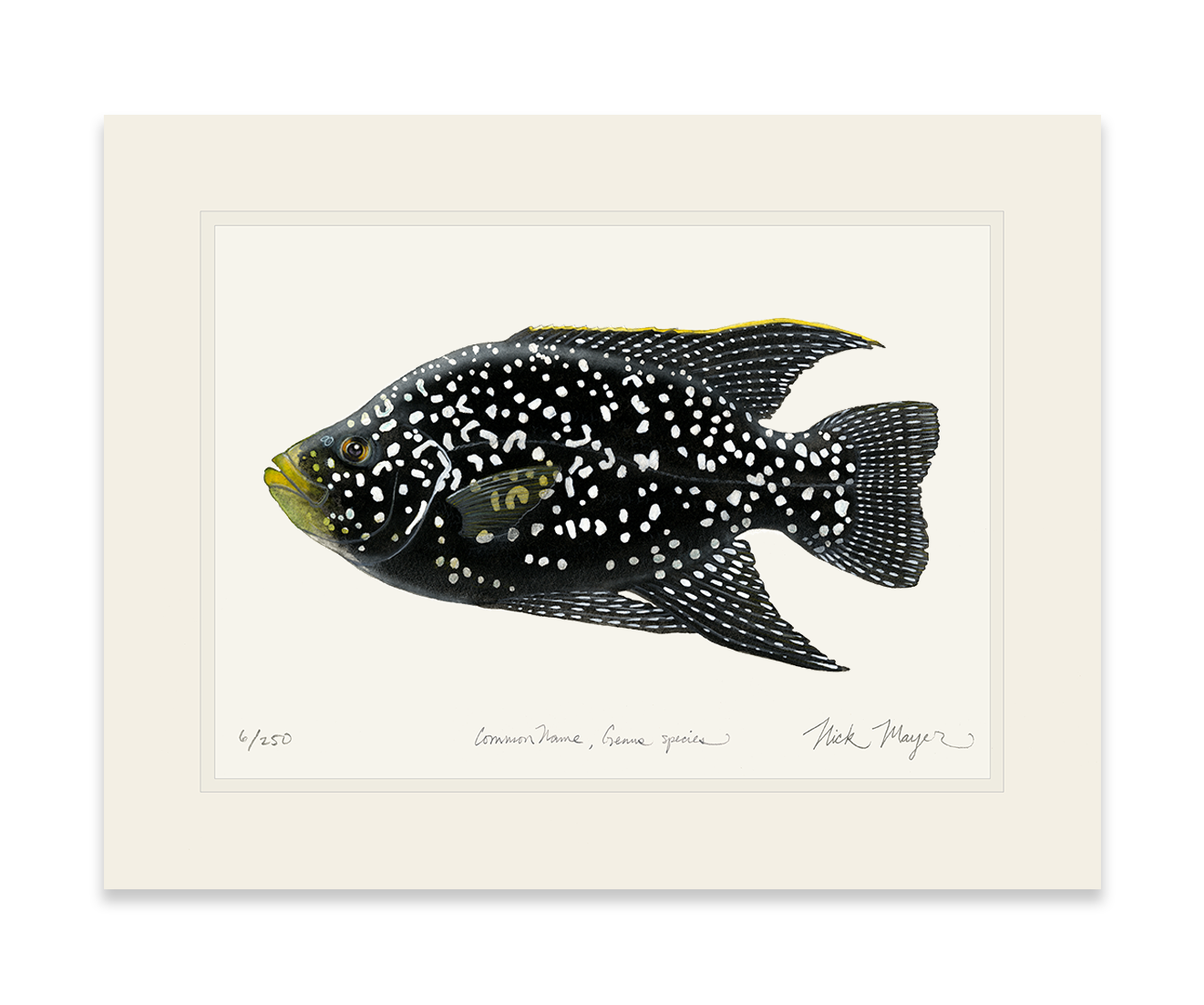 Starry_Night_Cichlid_1