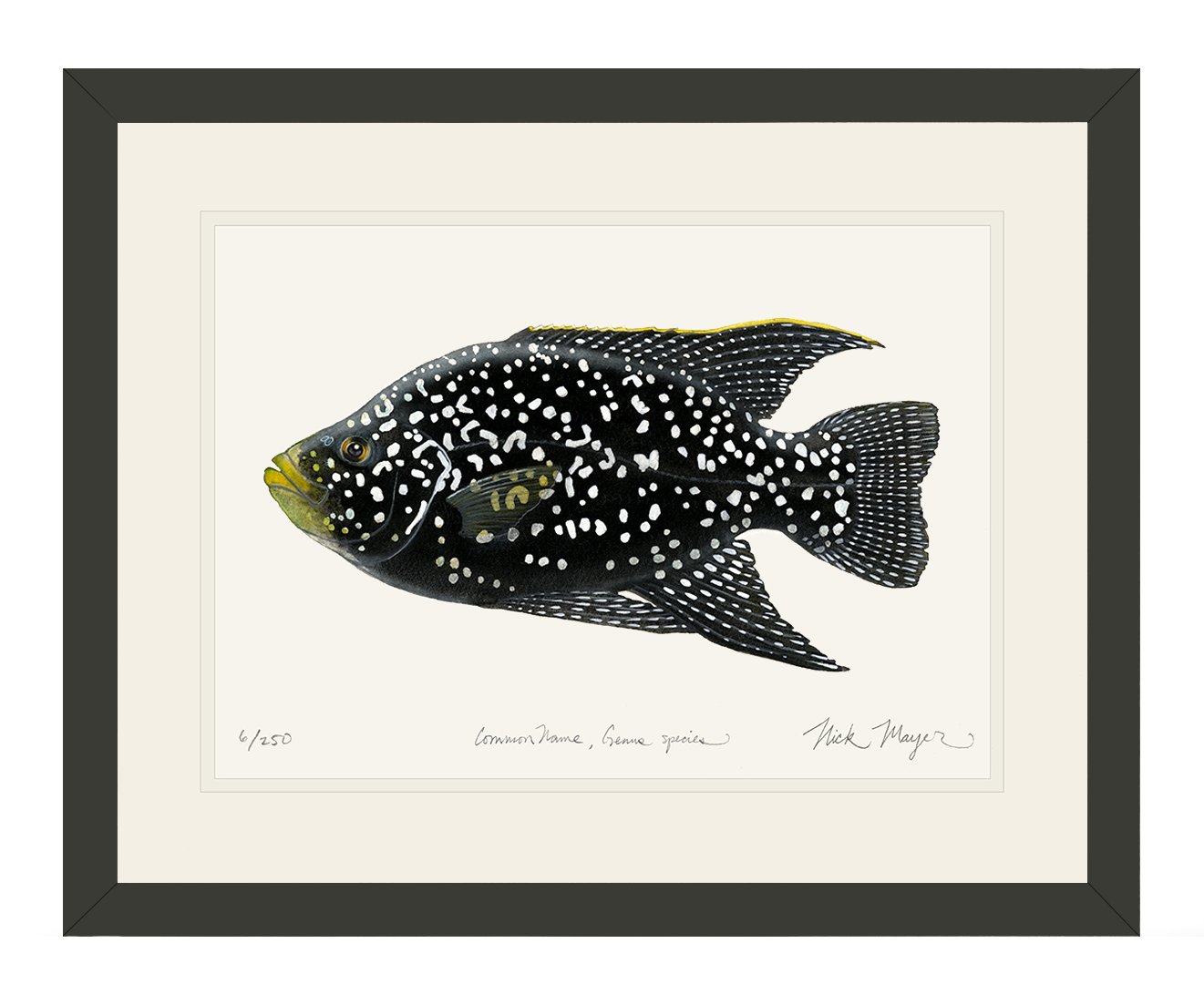 Starry_Night_Cichlid_1