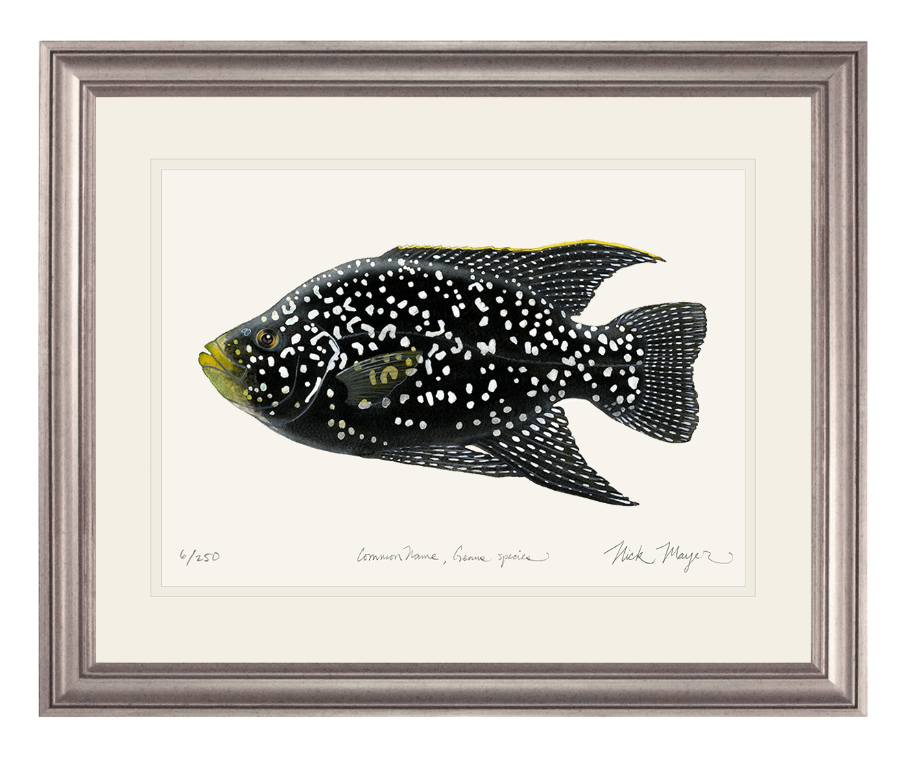 Starry_Night_Cichlid_1