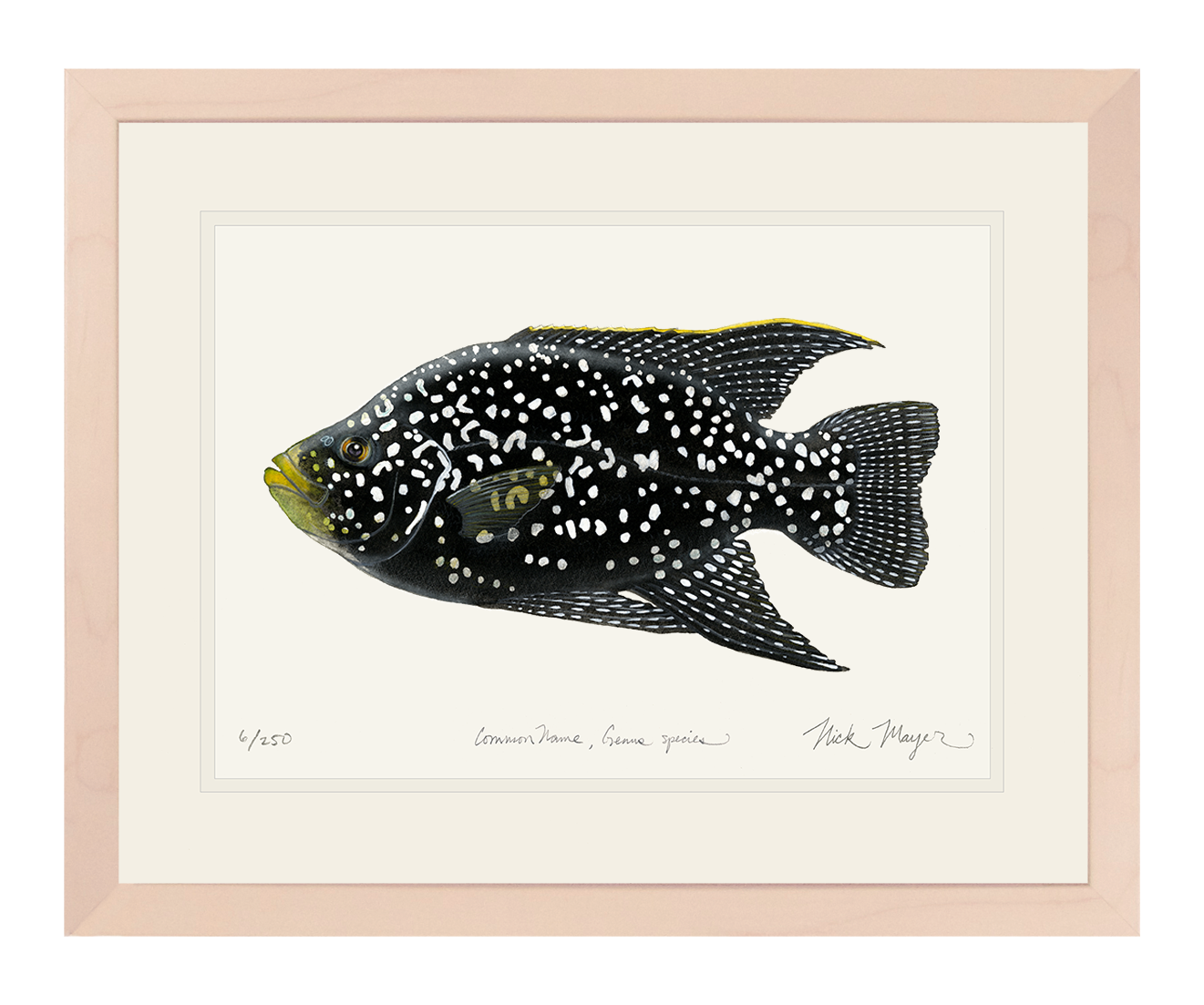Starry_Night_Cichlid_1