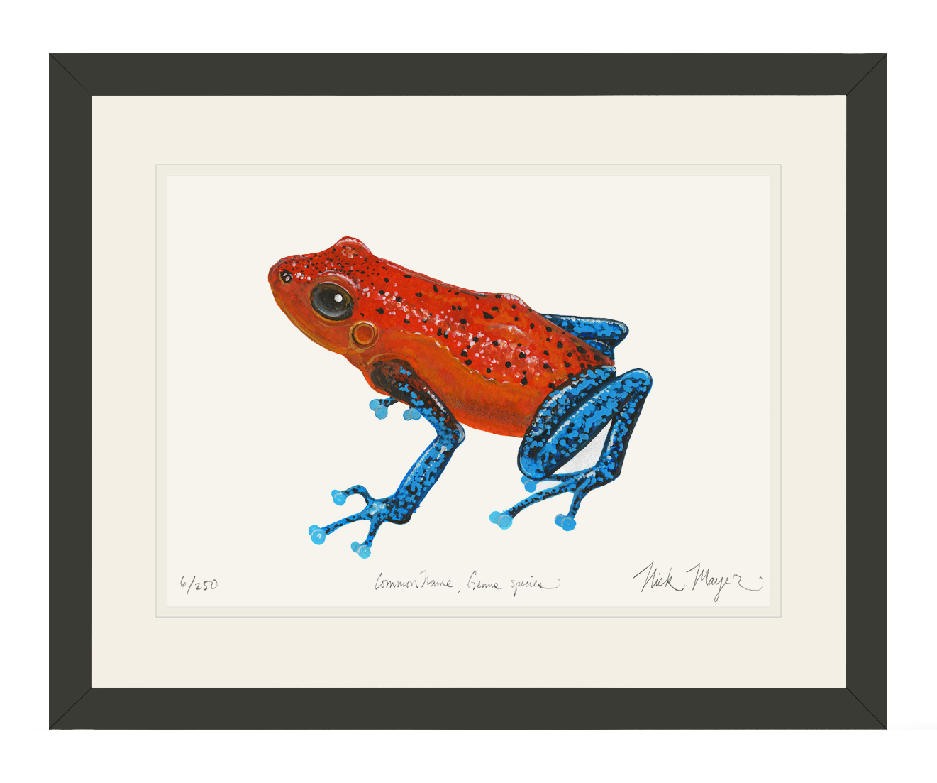 Strawberry Poison Dart Frog Limited Edition Print