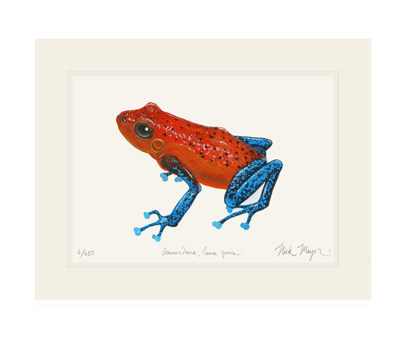 Strawberry Poison Dart Frog Limited Edition Print