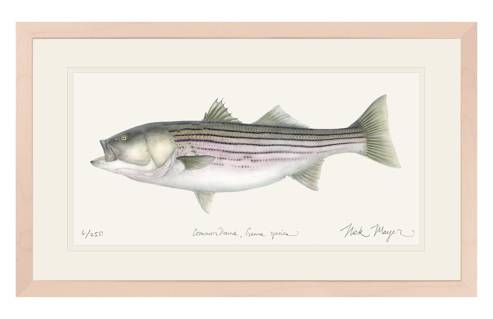 Striped Bass 30 lbs, Framed XL Hand-Signed Print