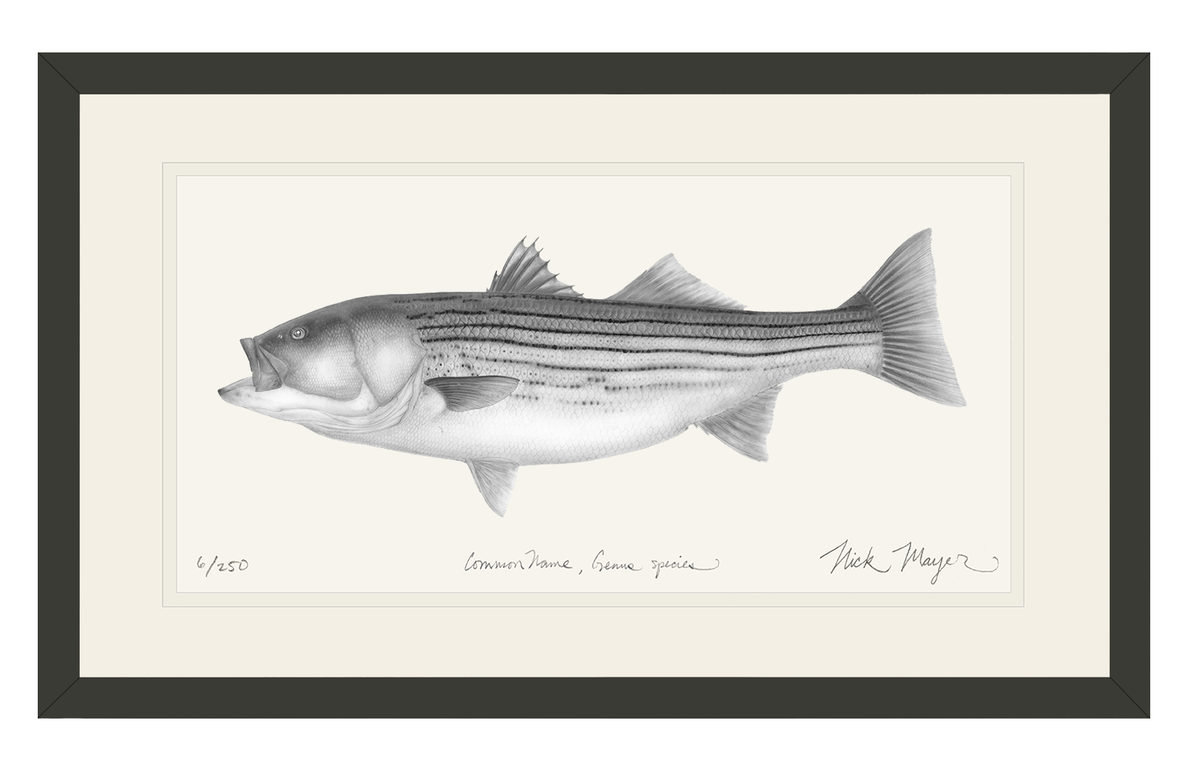 Striped Bass, 30 lbs. Limited Edition Print (B&W)