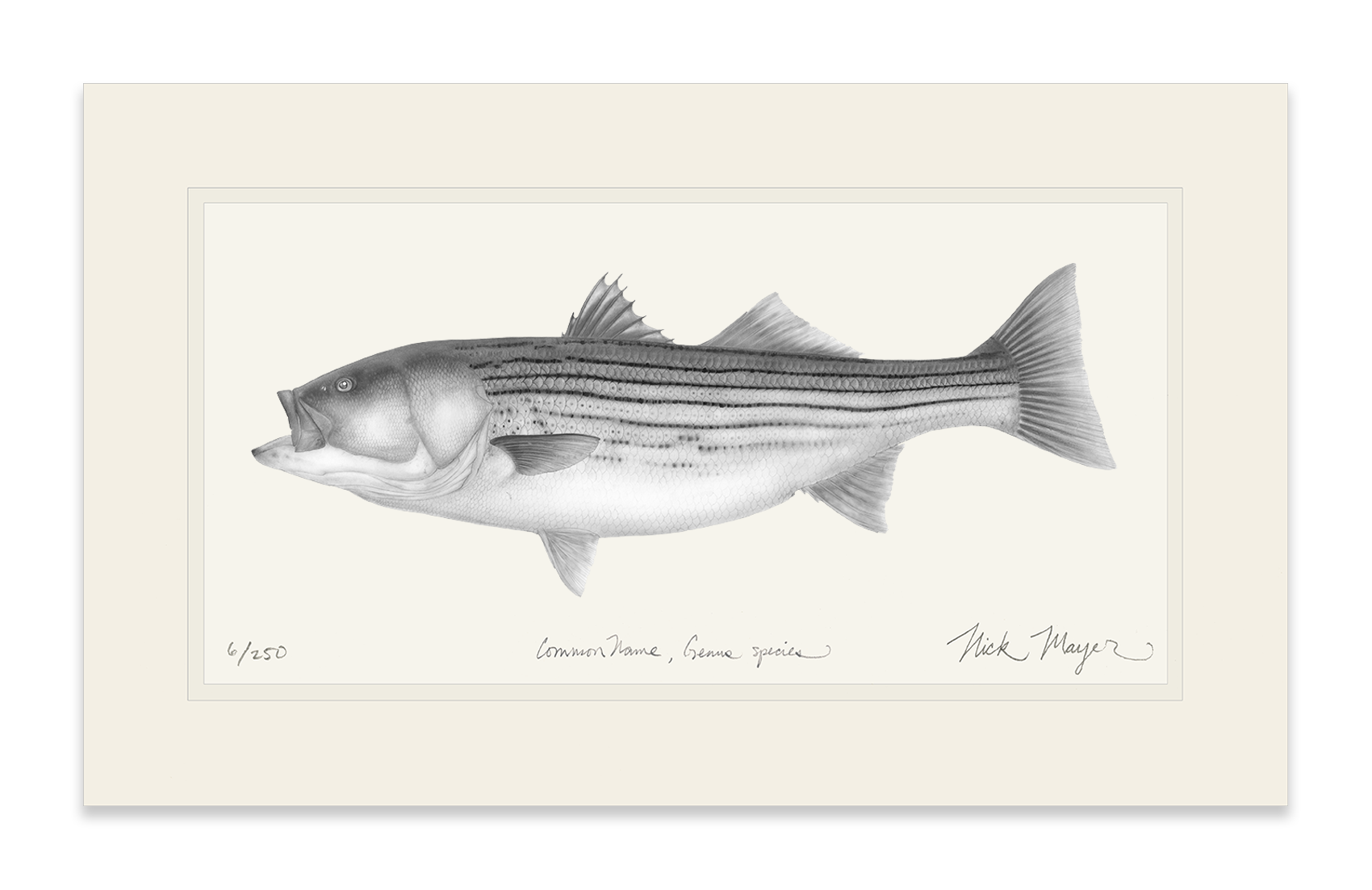 Striped Bass, 30 lbs. Limited Edition Print (B&W)
