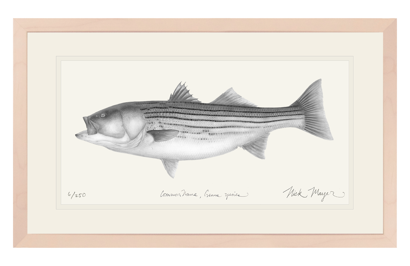 Striped Bass, 30 lbs. Limited Edition Print (B&W)