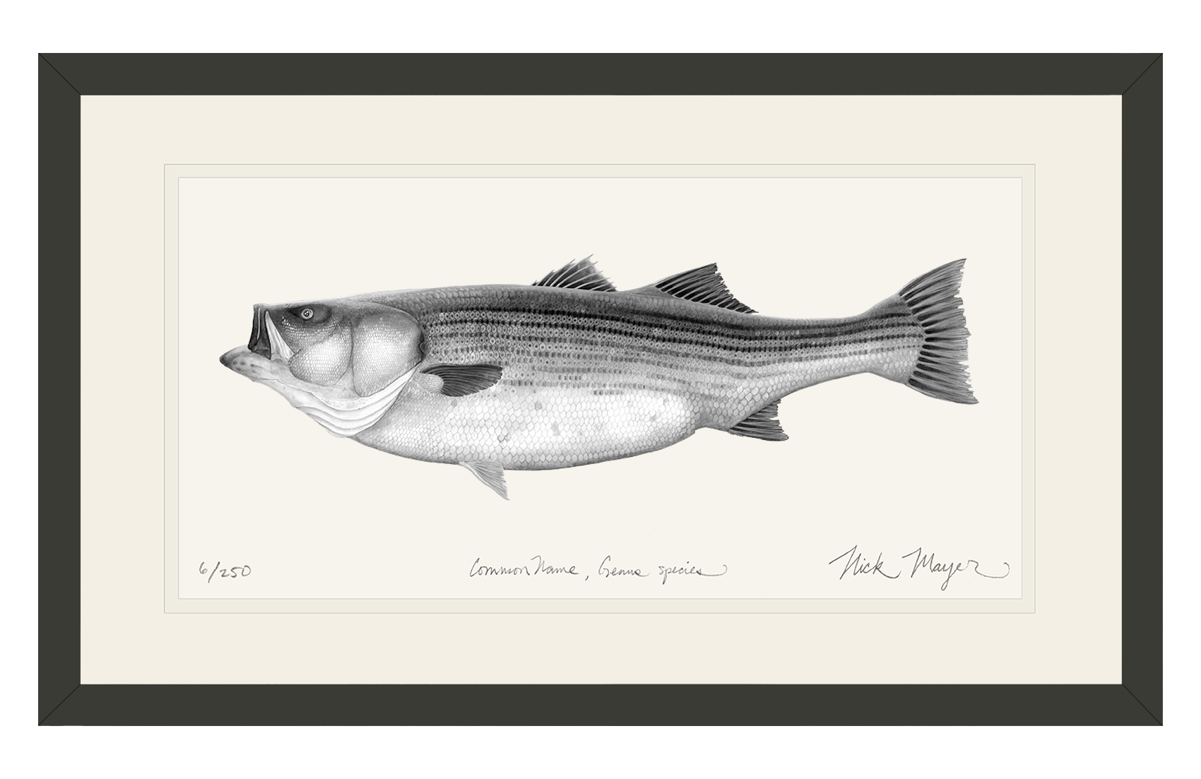 Striped Bass, 60 lbs Limited Edition Print (B&W)
