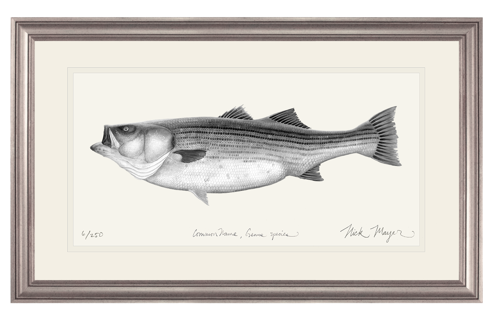 Striped Bass, 60 lbs Limited Edition Print (B&W)