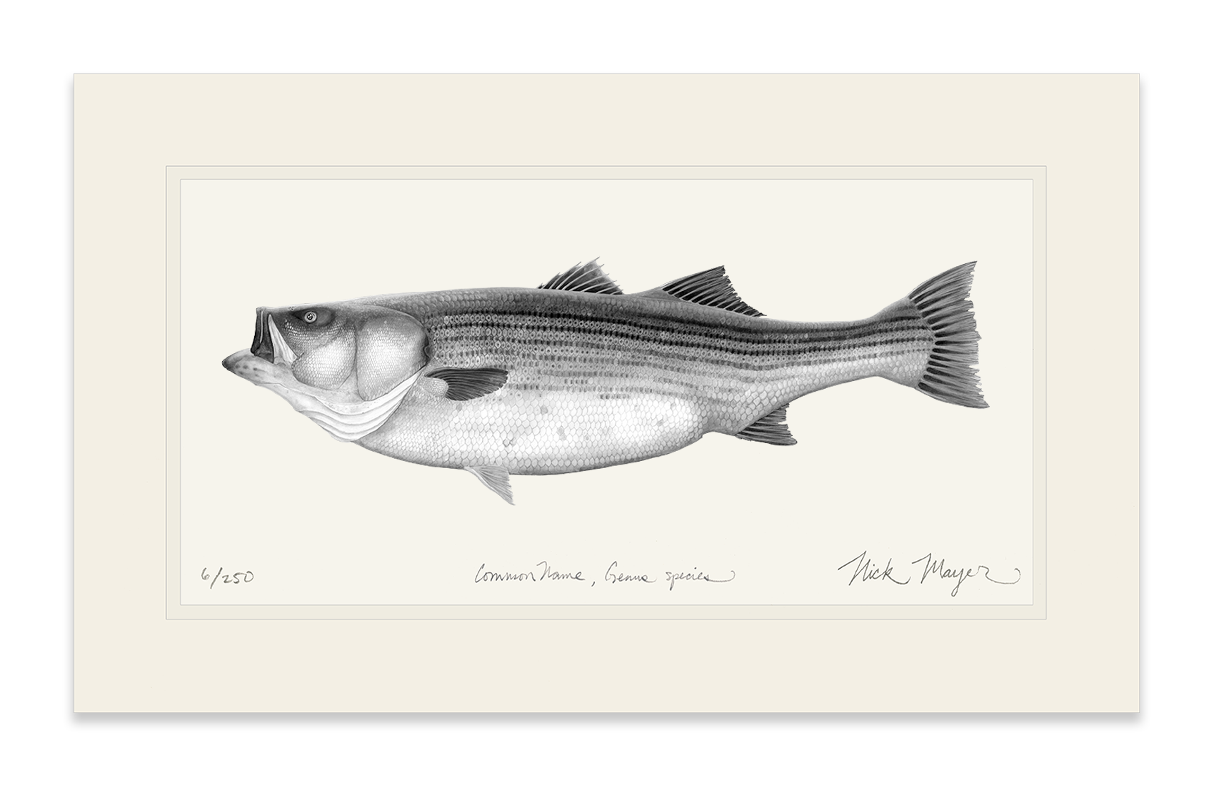 Striped Bass, 60 lbs Limited Edition Print (B&W)