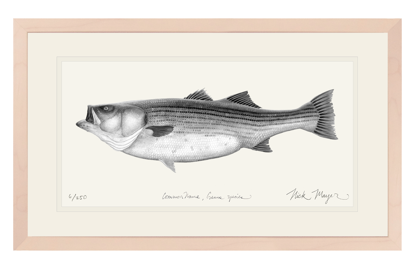 Striped Bass, 60 lbs Limited Edition Print (B&W)