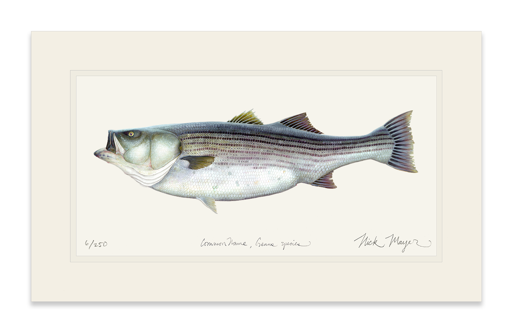 Striped Bass, 60 lbs. Limited Edition Print