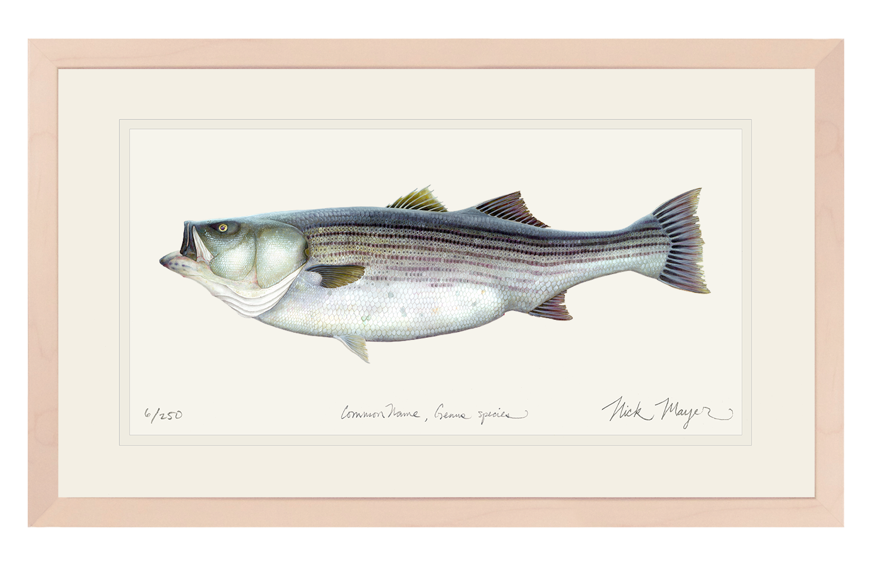 Striped Bass, 60 lbs. Limited Edition Print