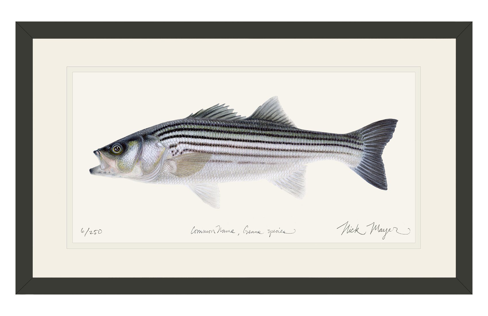 Schoolie Striped Bass Limited Edition Print - Best Seller