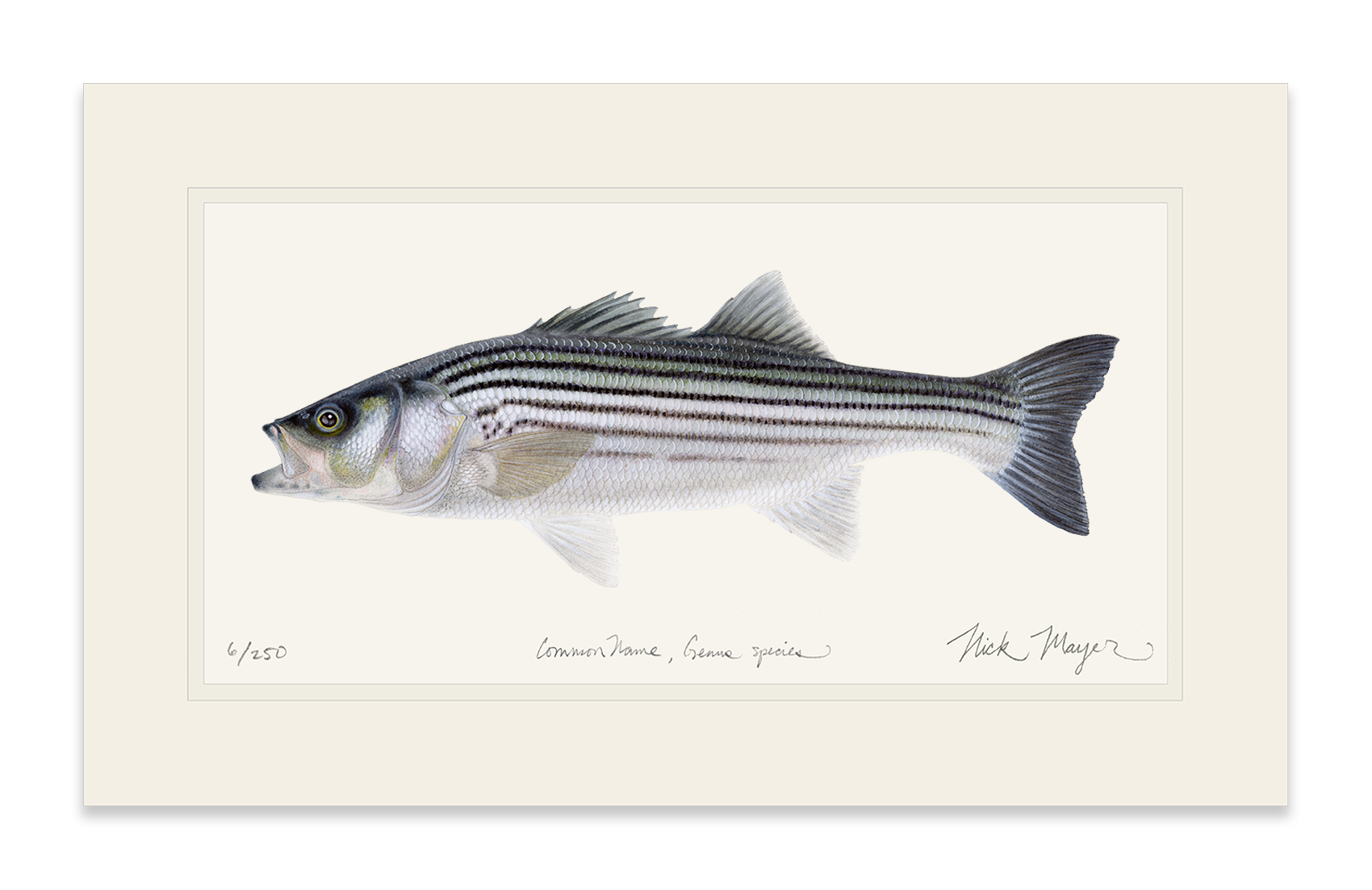 Schoolie Striped Bass Limited Edition Print - Best Seller