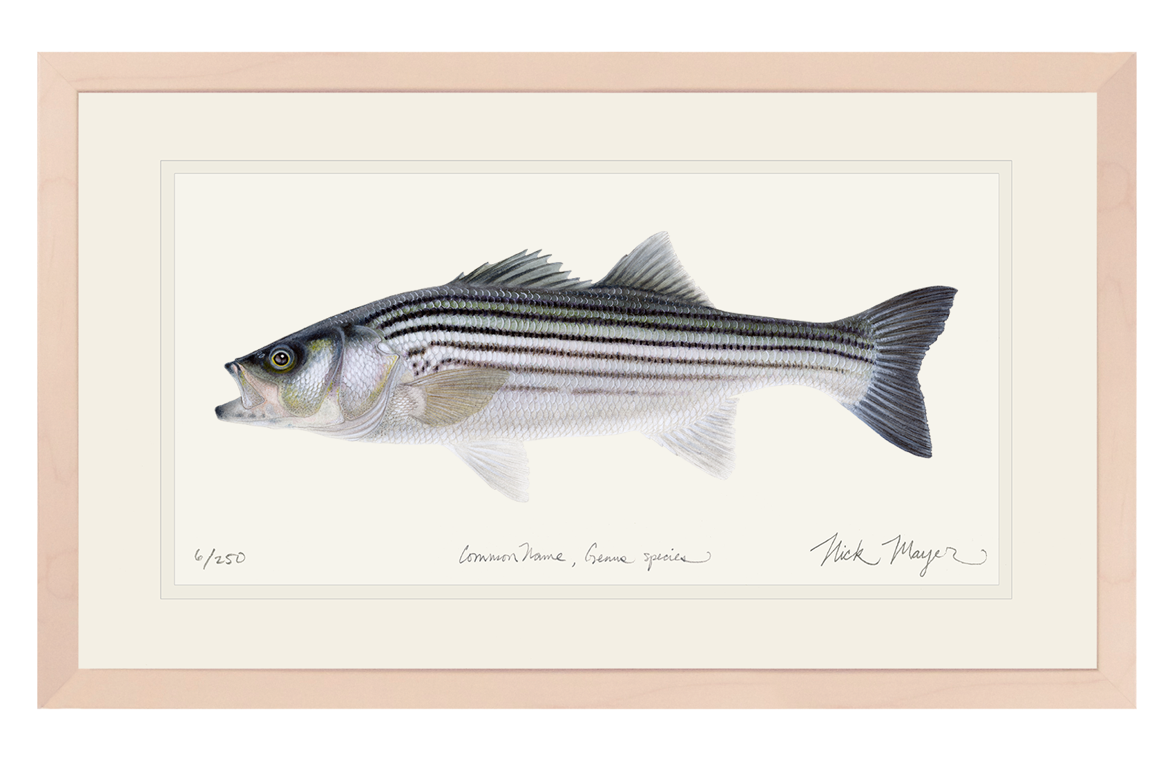 Schoolie Striped Bass Limited Edition Print - Best Seller