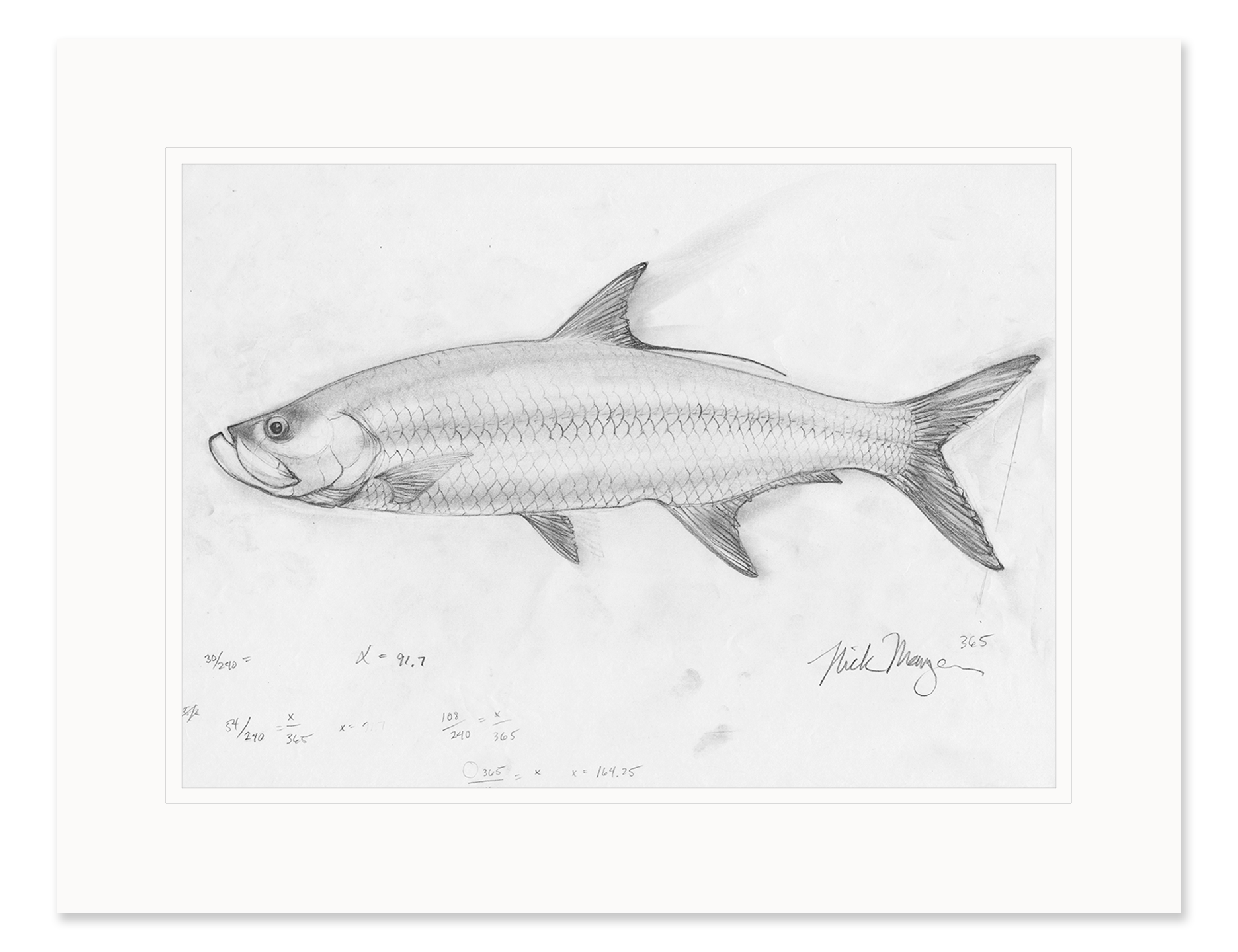 Tarpon Study Original Pencil Sketch