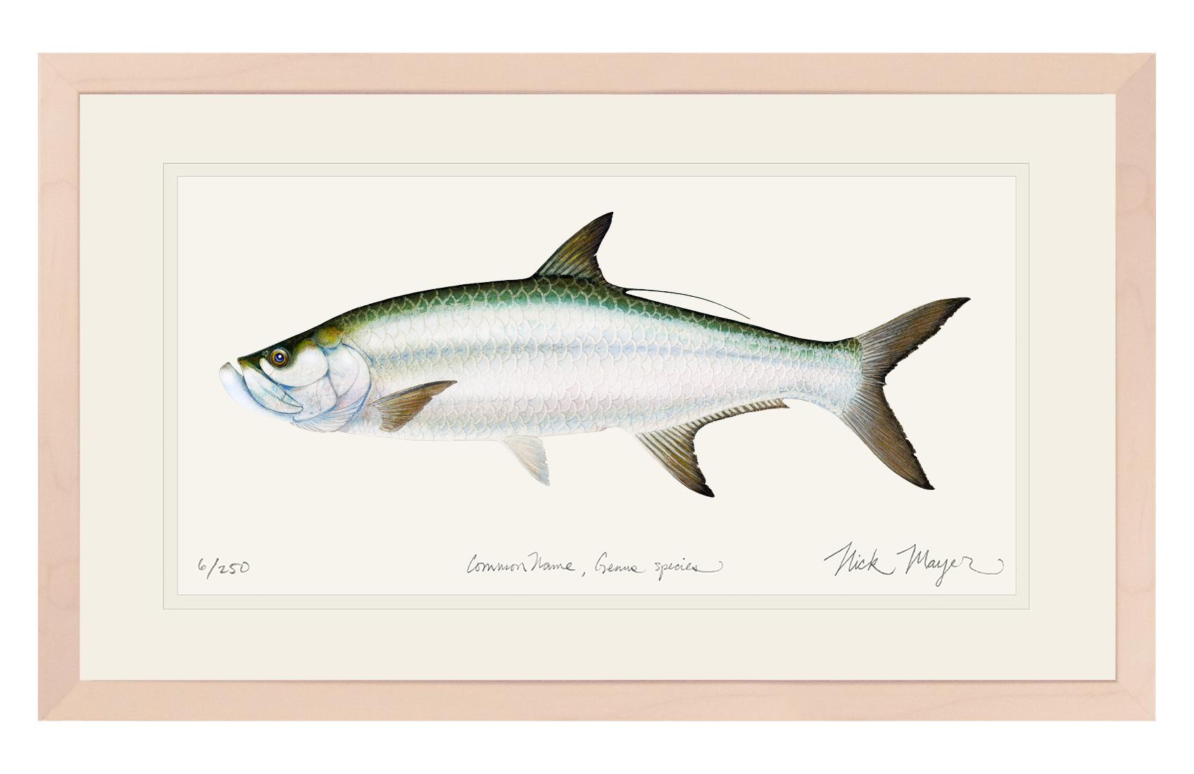 Tarpon Print