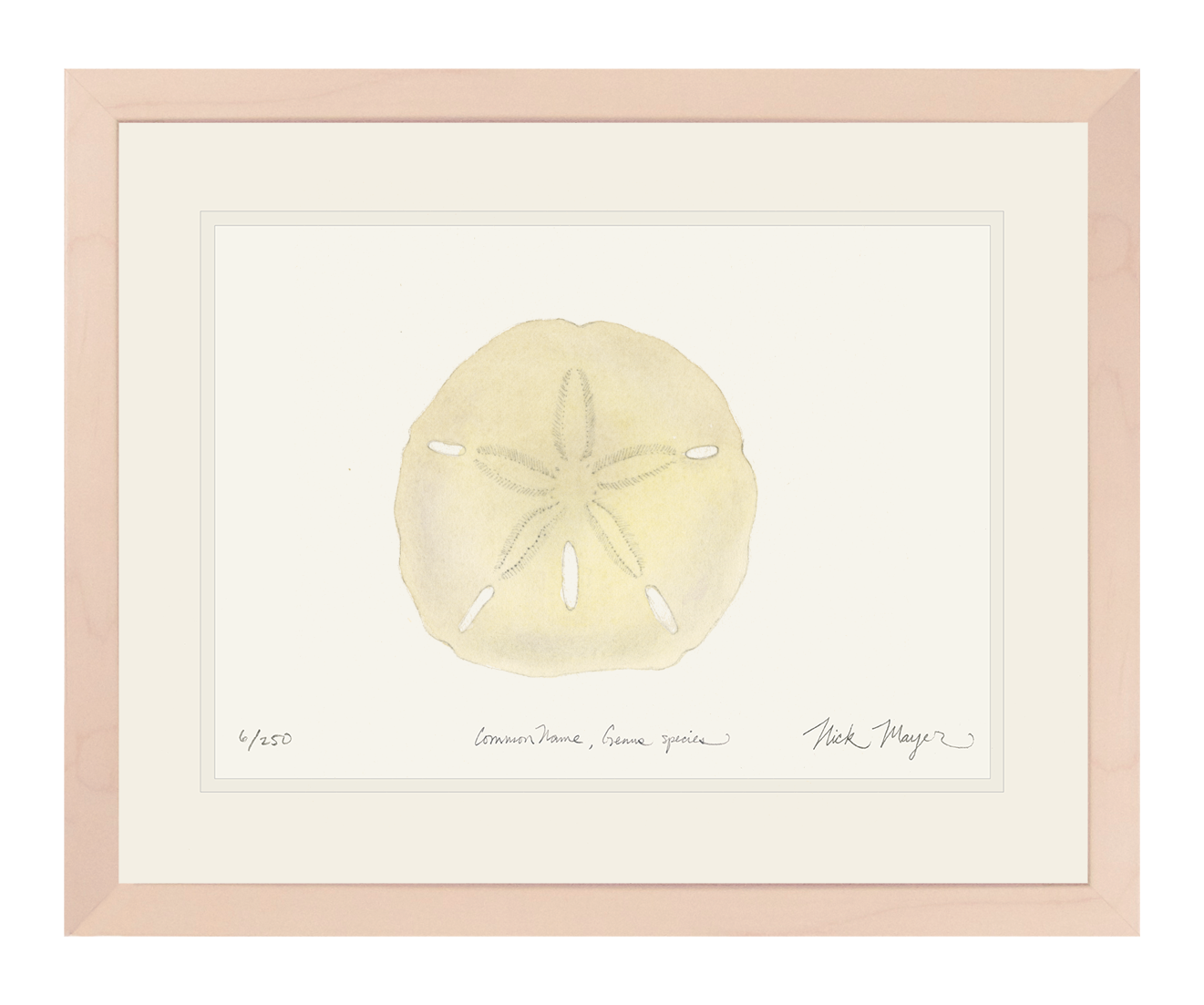 Ivory Sand Dollar I Print