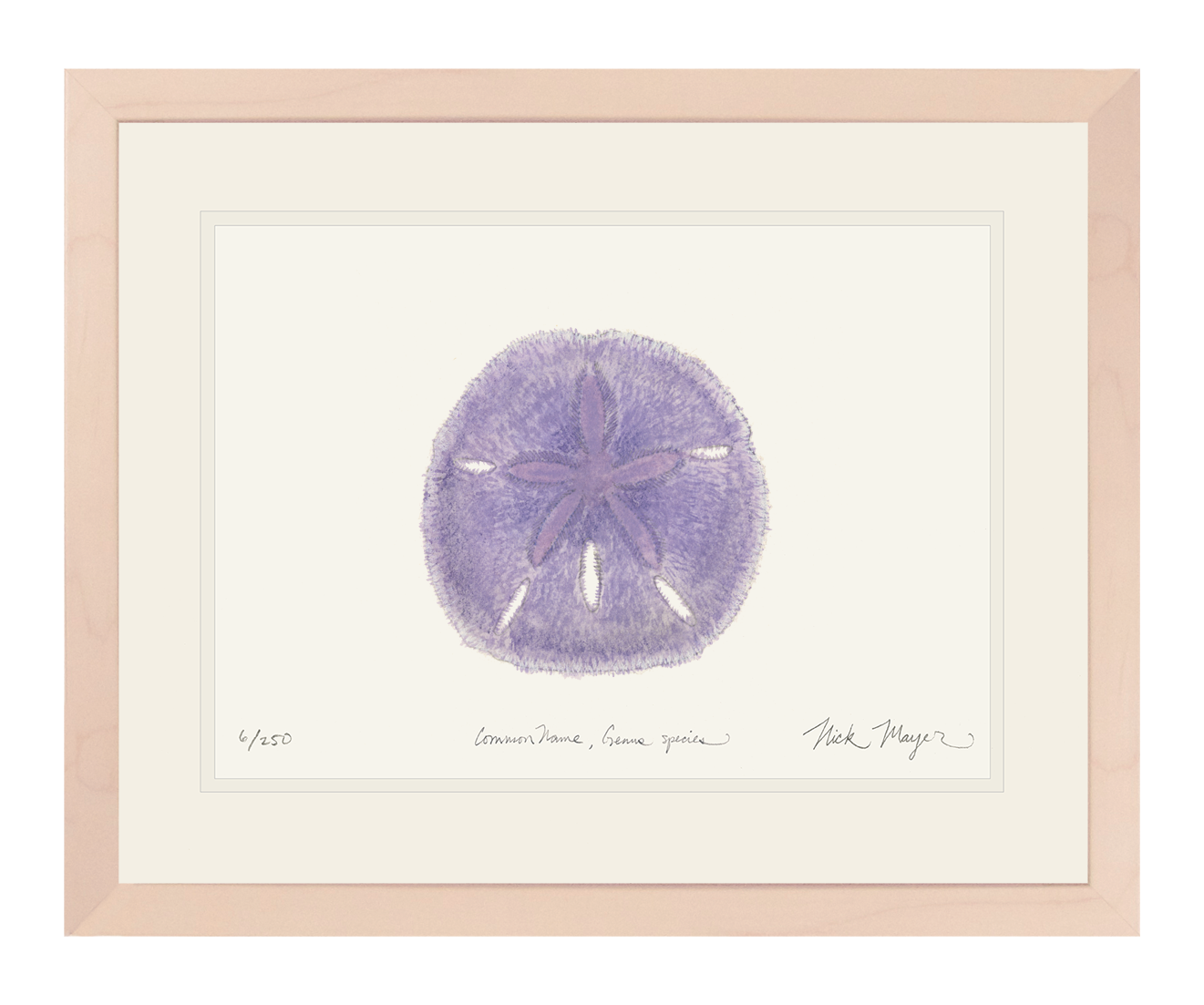 Purple Sand Dollar Print