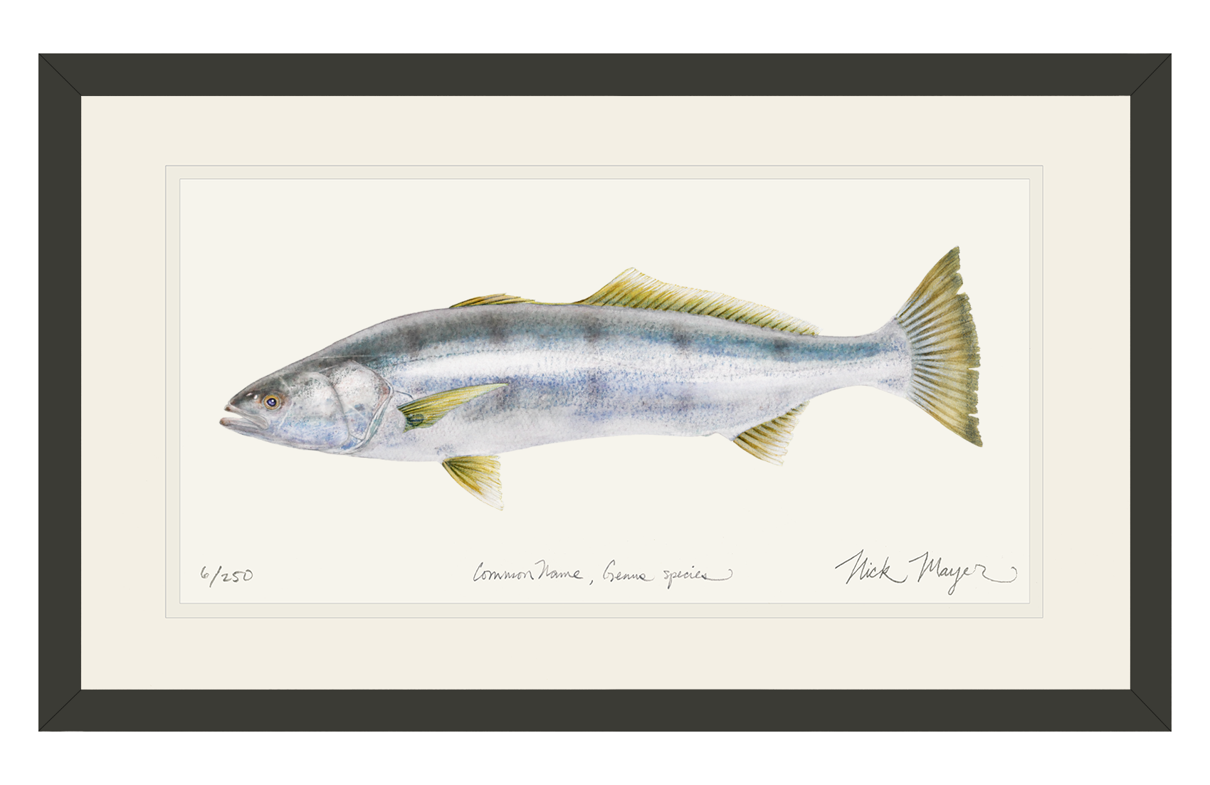 White Sea Bass Print