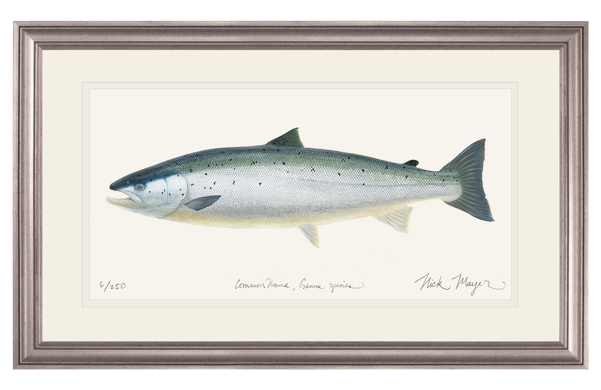 Wild Atlantic Salmon Original Watercolor Painting