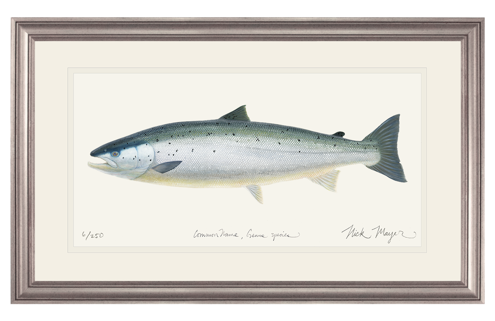 Wild Atlantic Salmon Original Watercolor Painting