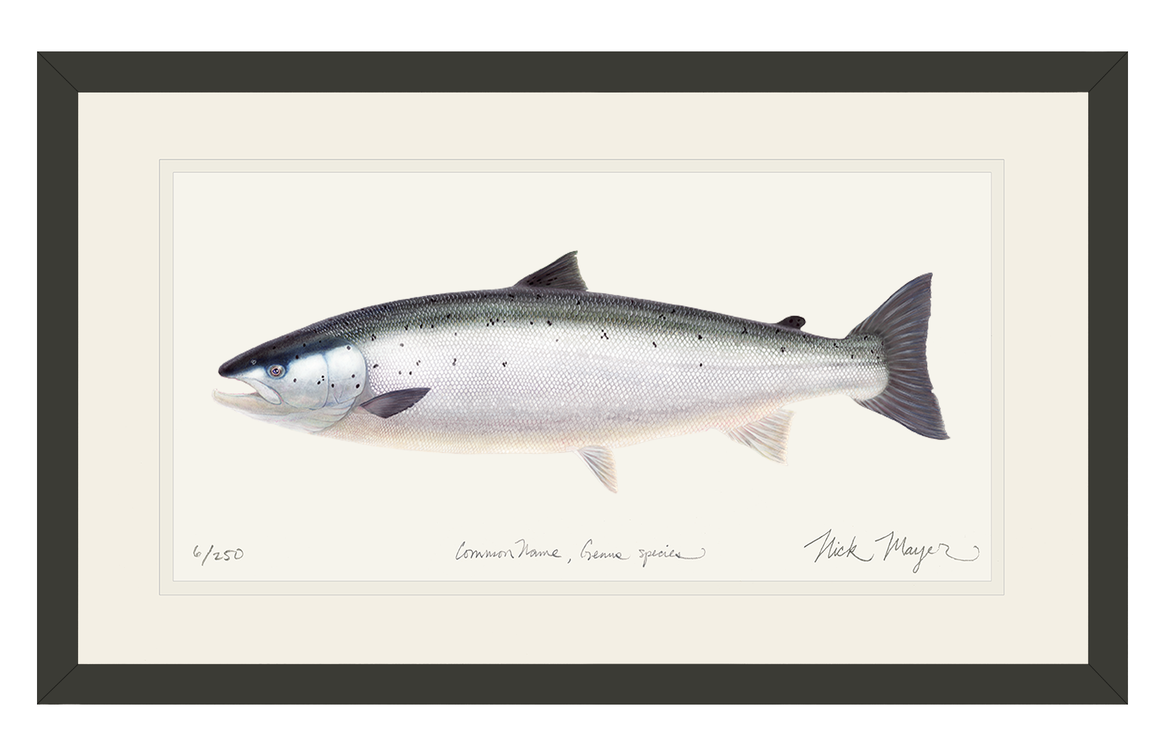 Wild Atlantic Salmon Limited Edition Print