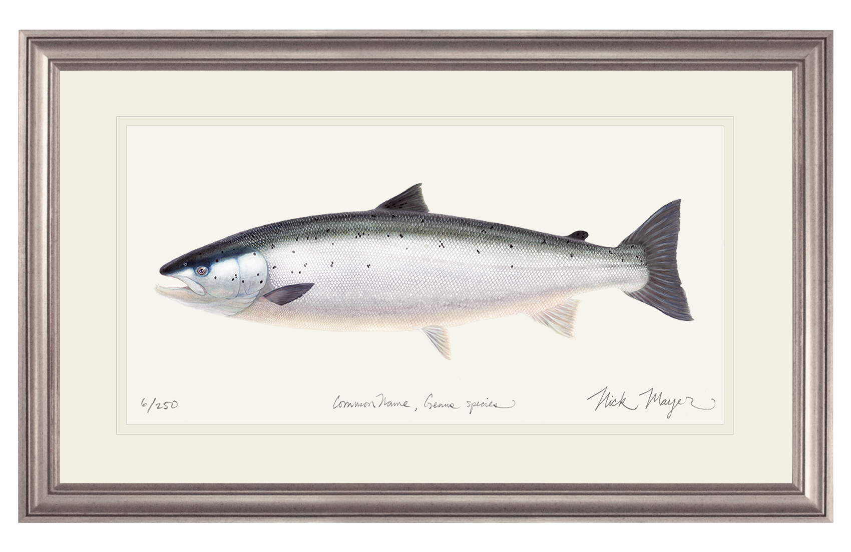 Wild Atlantic Salmon Limited Edition Print