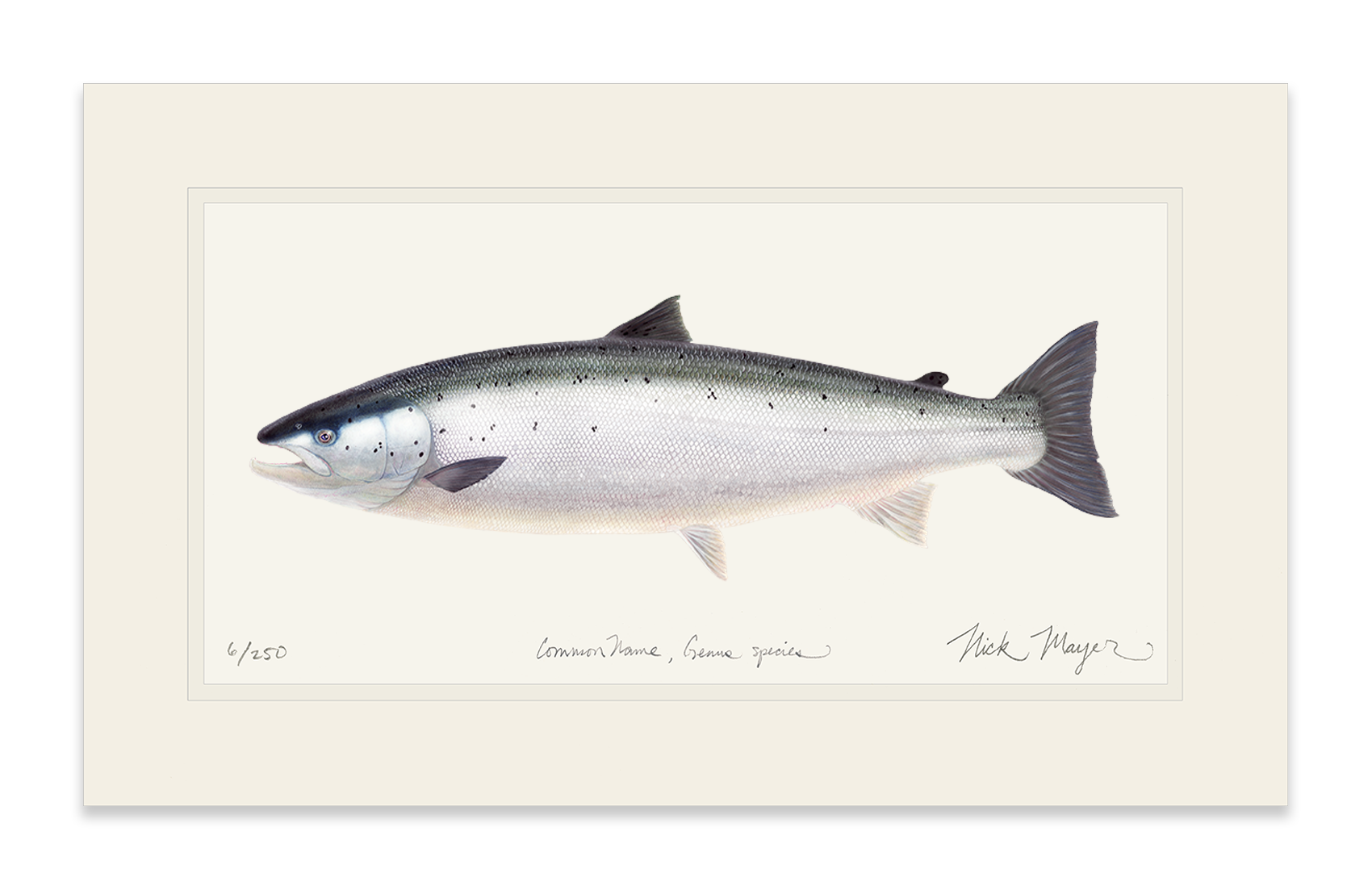 Wild Atlantic Salmon Limited Edition Print