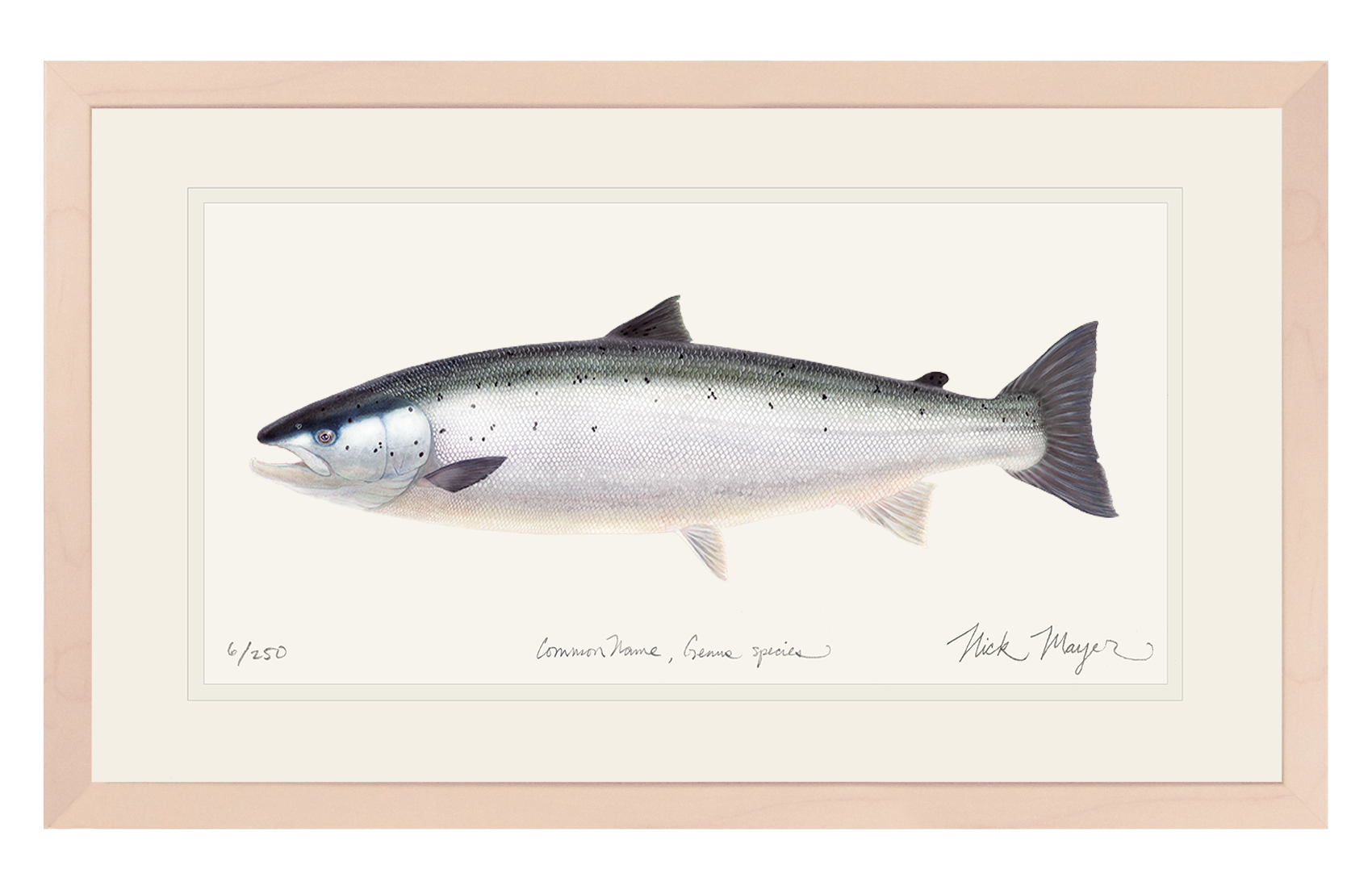 Wild Atlantic Salmon Limited Edition Print