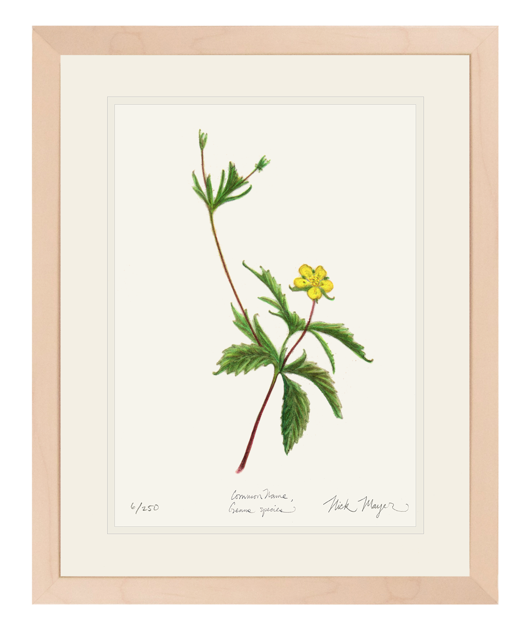 Wild Strawberry Limited Edition Print